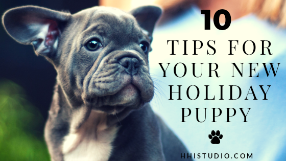 if you're a new puppy owner, here are 10 tips just for you!